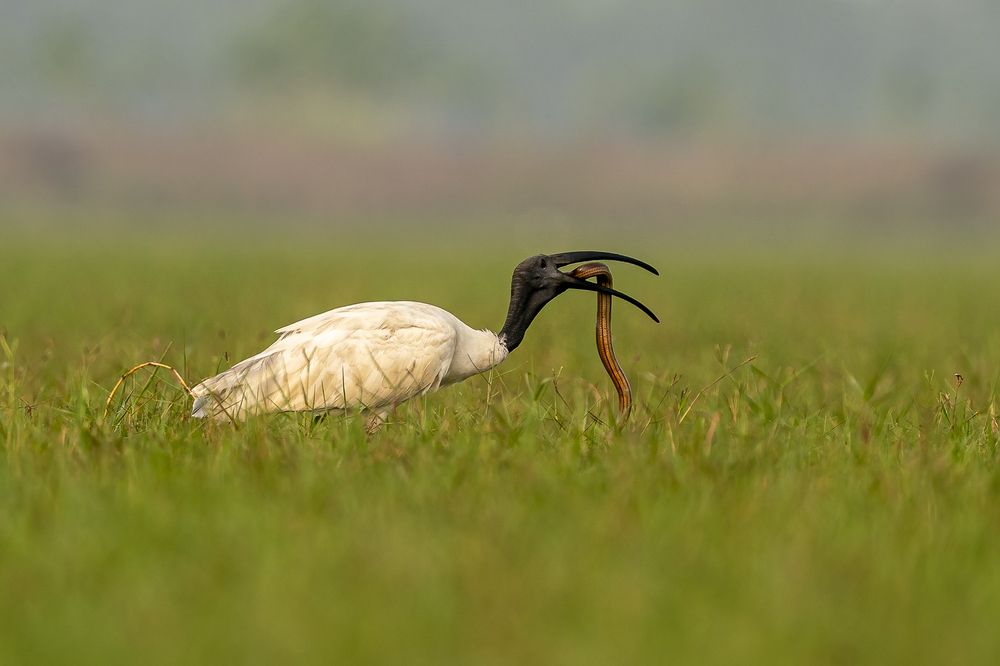 Photograph by Hymakar Valluri