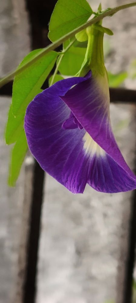 Фотография автора Ranjit pawar