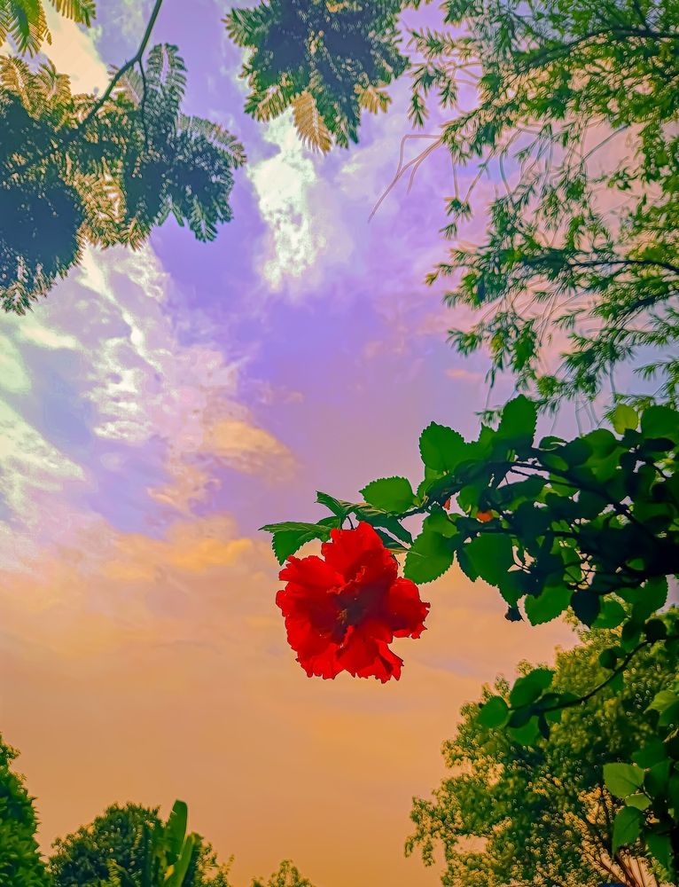 Dreamland