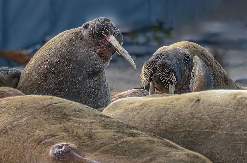 Фотография автора gagarin andrey