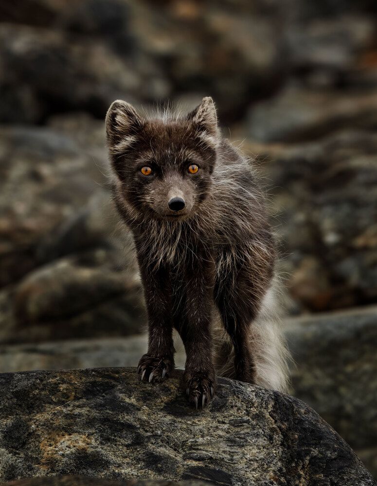 Фотография автора Vishnu Gopal
