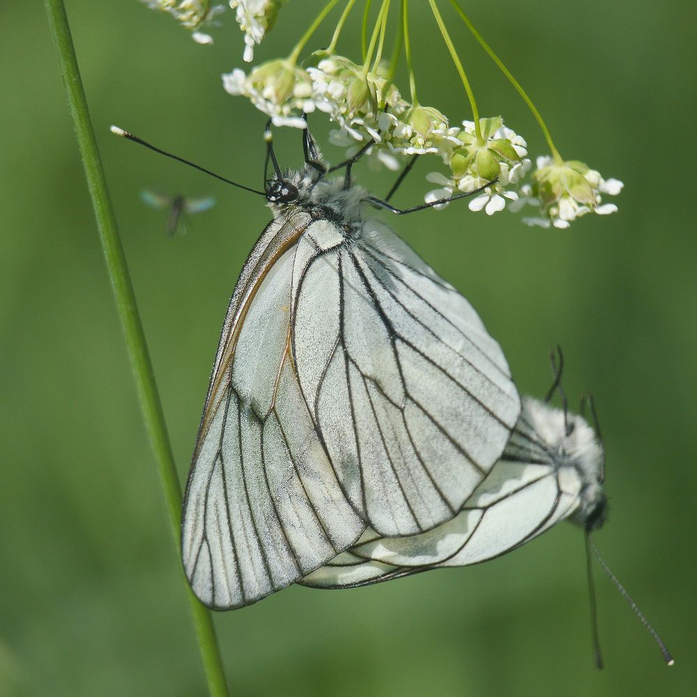 Боярышница.