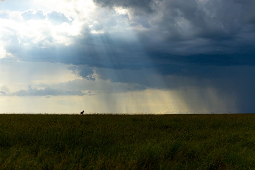 Magic of Masai Mara