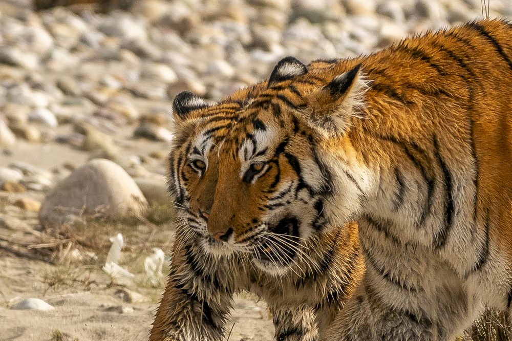 Photograph by Hymakar Valluri