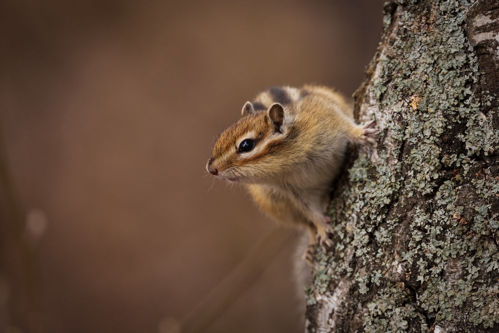 Портрет бурундука