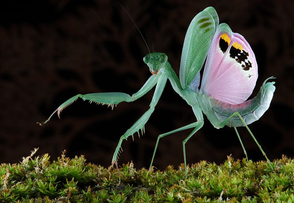 Elegance Praying Mantis - Caliris Elegans
