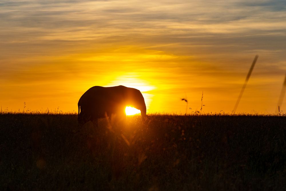 Elephant and the Sunrise