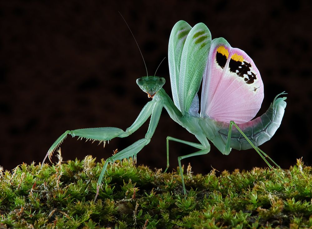 Elegance Praying Mantis - Caliris Elegans