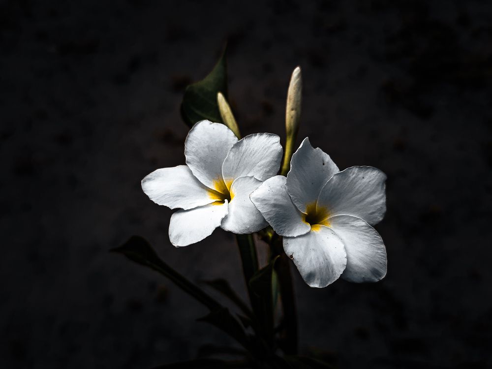 Plumeria pudica