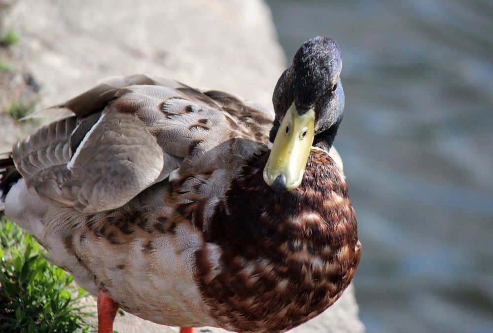 Из жизни селезня