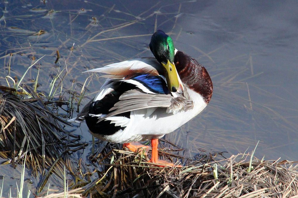 Утренний туалет