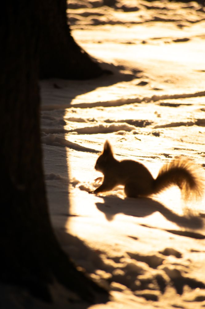 Сибирская белочка