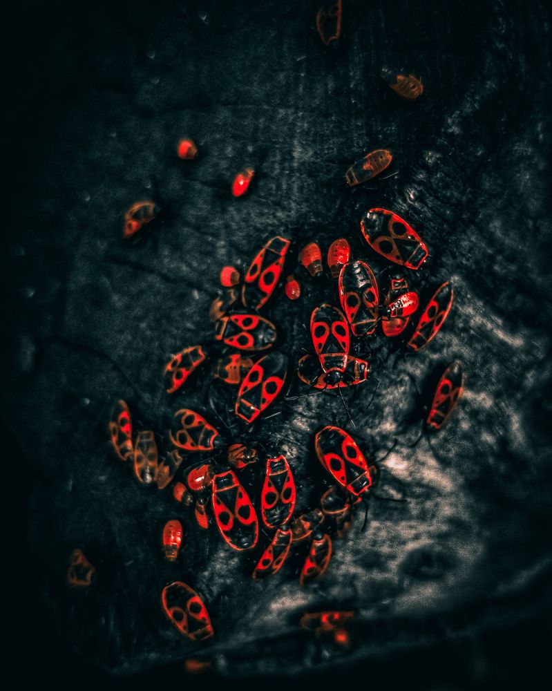 Photograph by Евгений Беляев