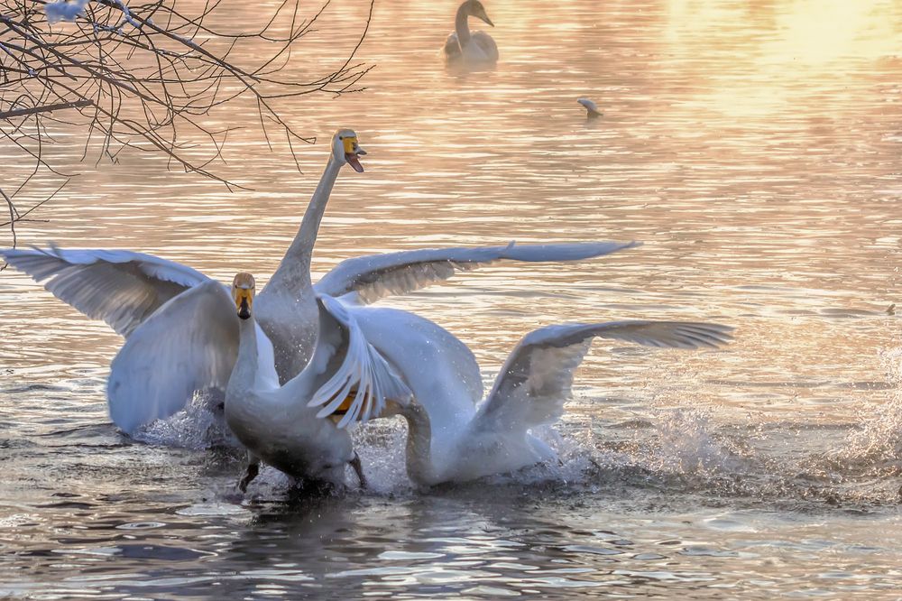 Лебединые страсти