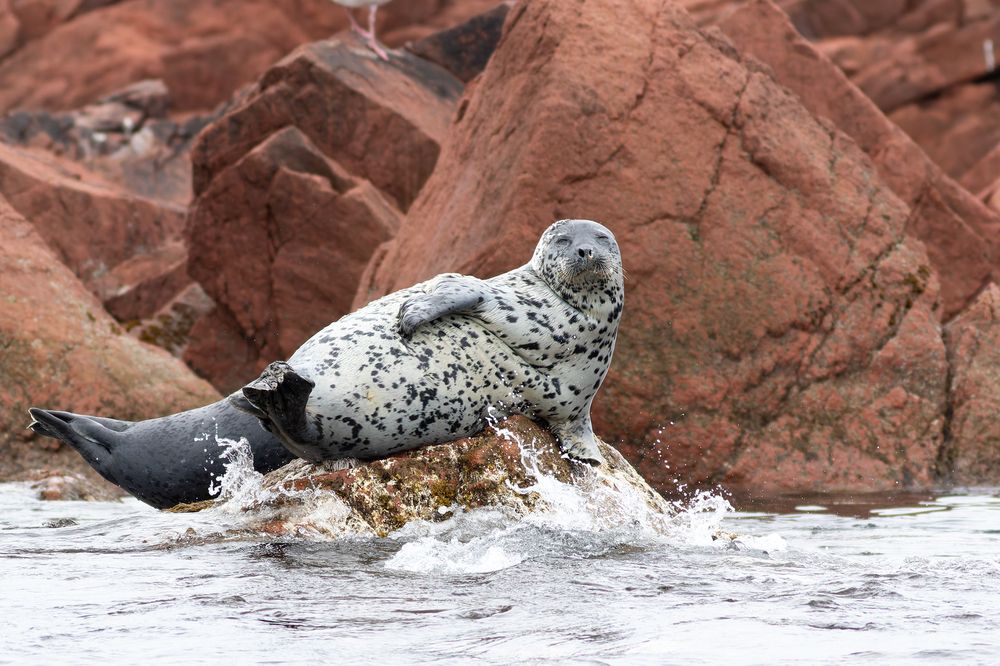 Фотография автора Гурьевских Евгений