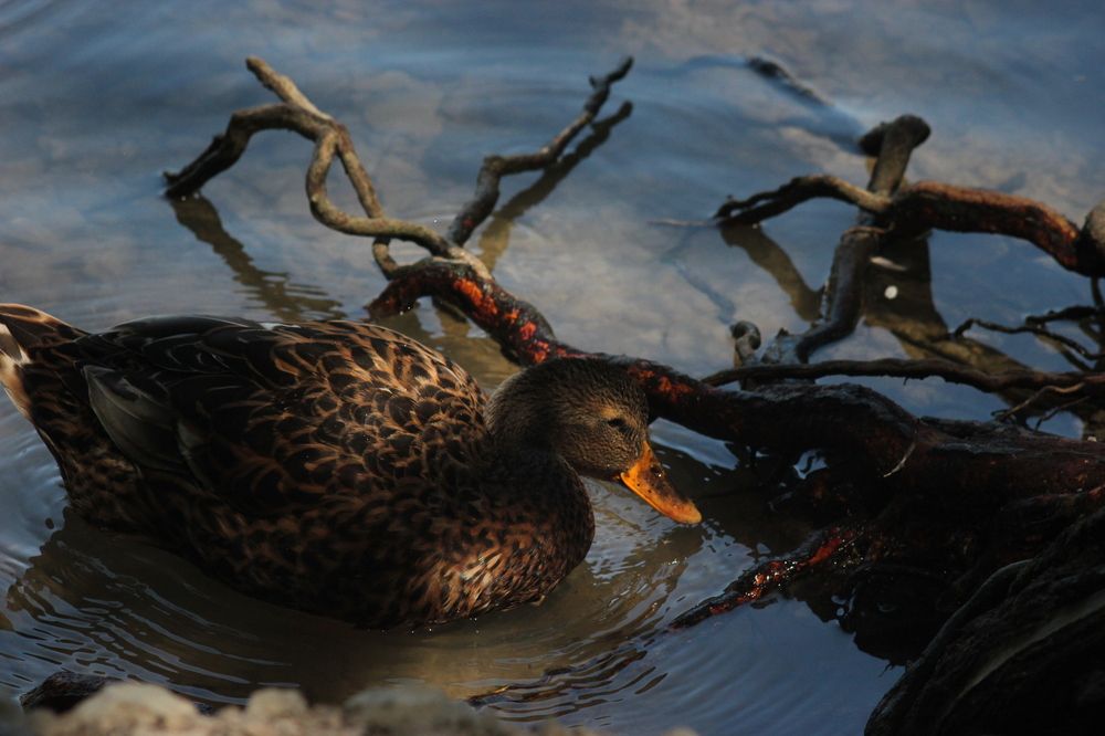 Photograph by Anastasia Kodatenko