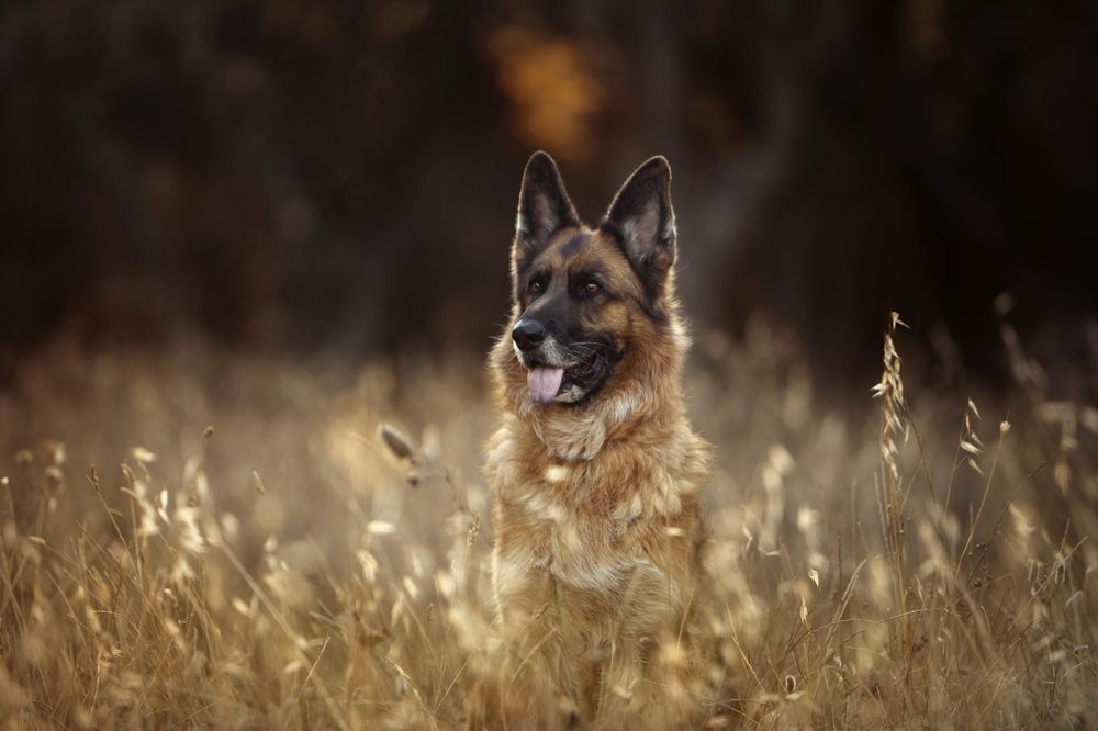 Photograph by Alexandre Marques