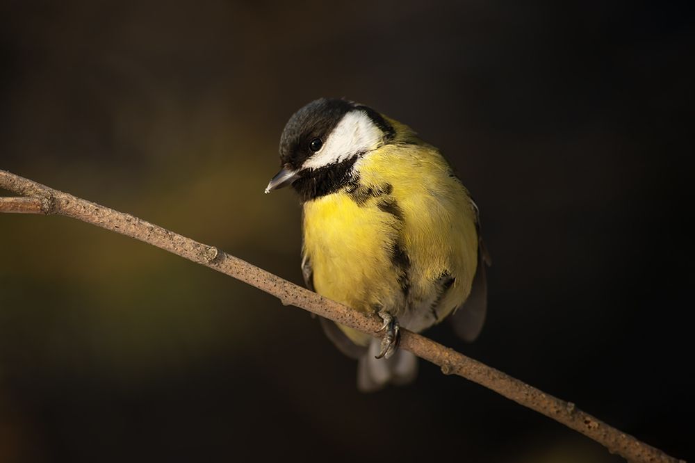 Синички сибирские