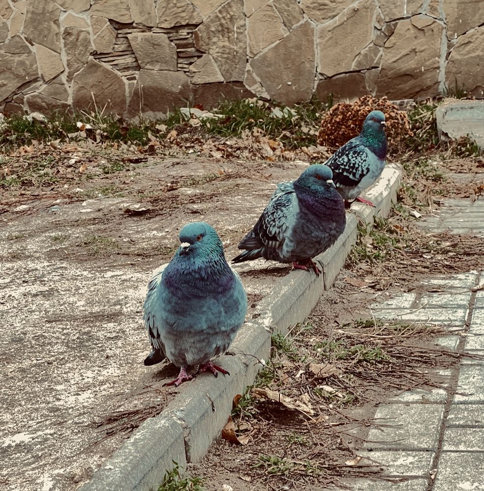 Photograph by Ольга Скиба