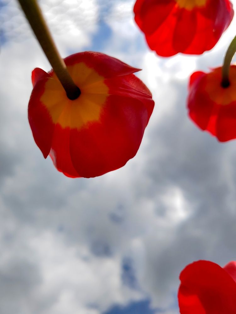 Фотография автора Anna Tsybulskaya