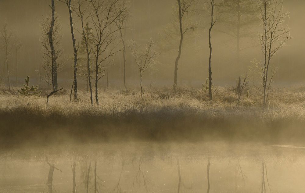 Photograph by Лена Максимкина