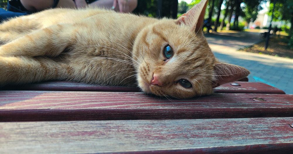 Фотография автора Анастасия Шафоростова