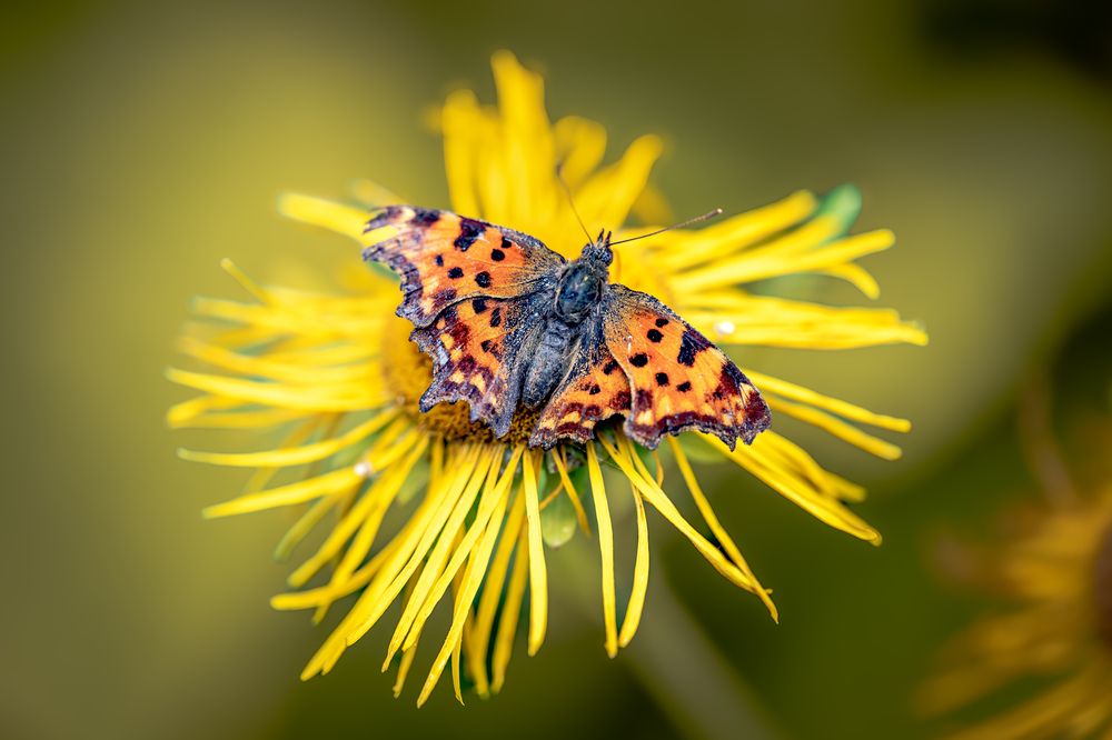 Photograph by Cosma Laura