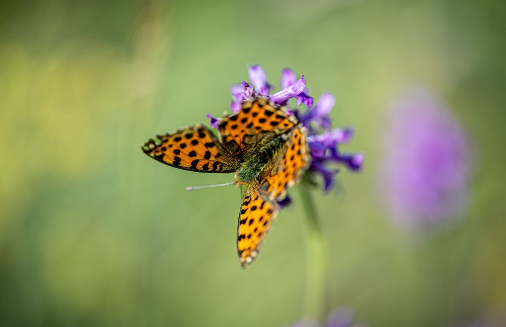 Photograph by Cosma Laura