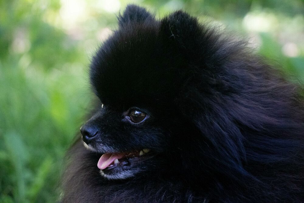 Портрет шпица