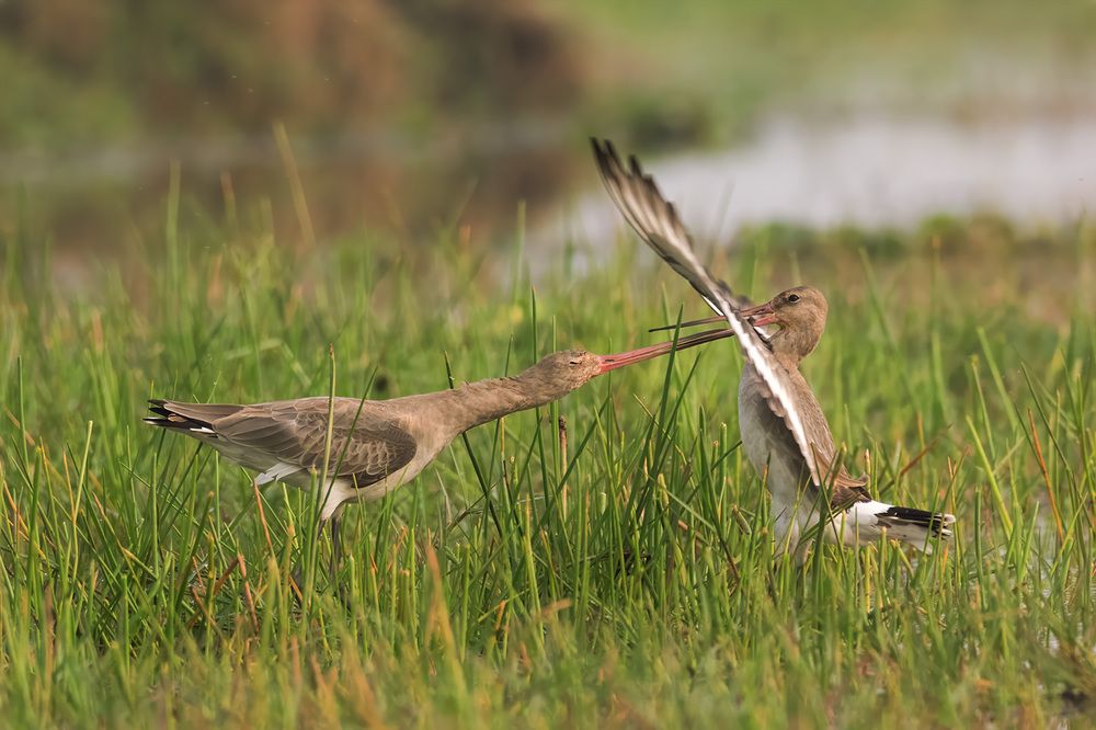 BLACK TAILED GODWIT