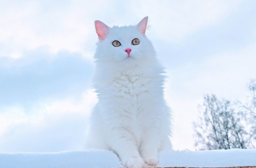 Photograph by Анна