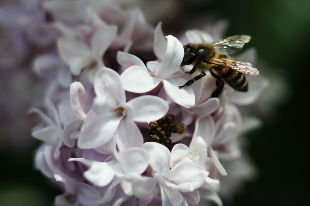 Photograph by hobbit