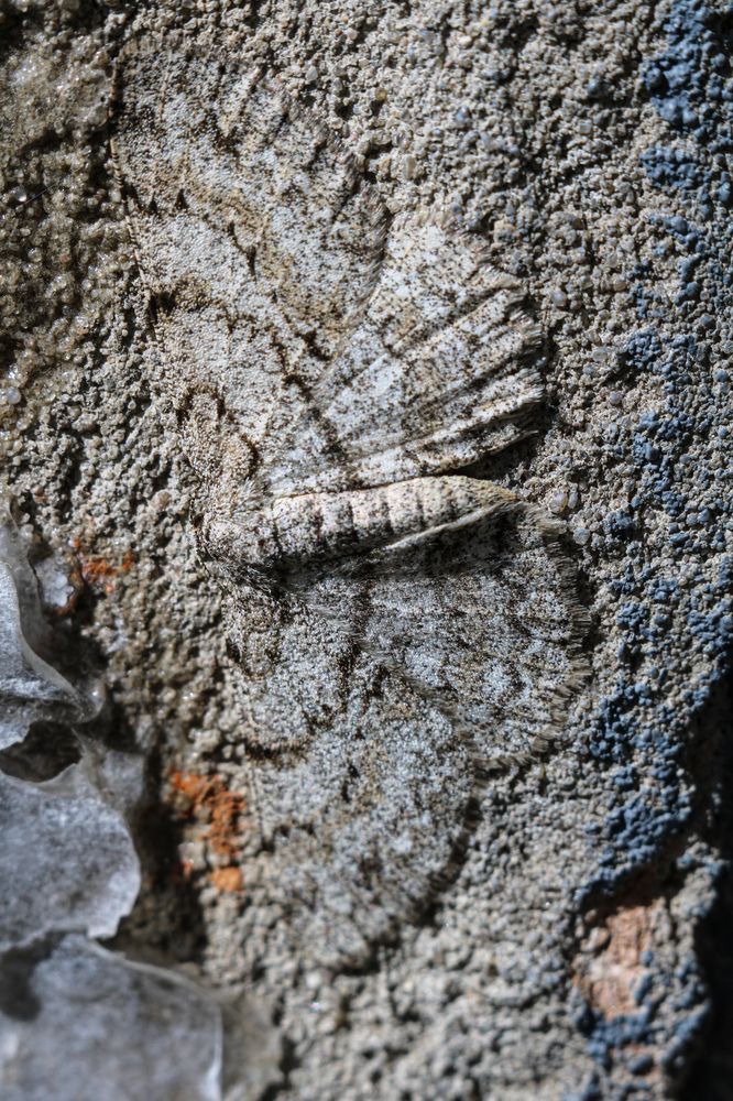 Photograph by hobbit