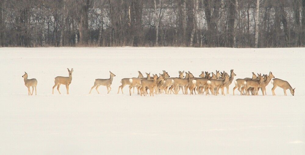Фотография автора Татьяна Шебаршенко