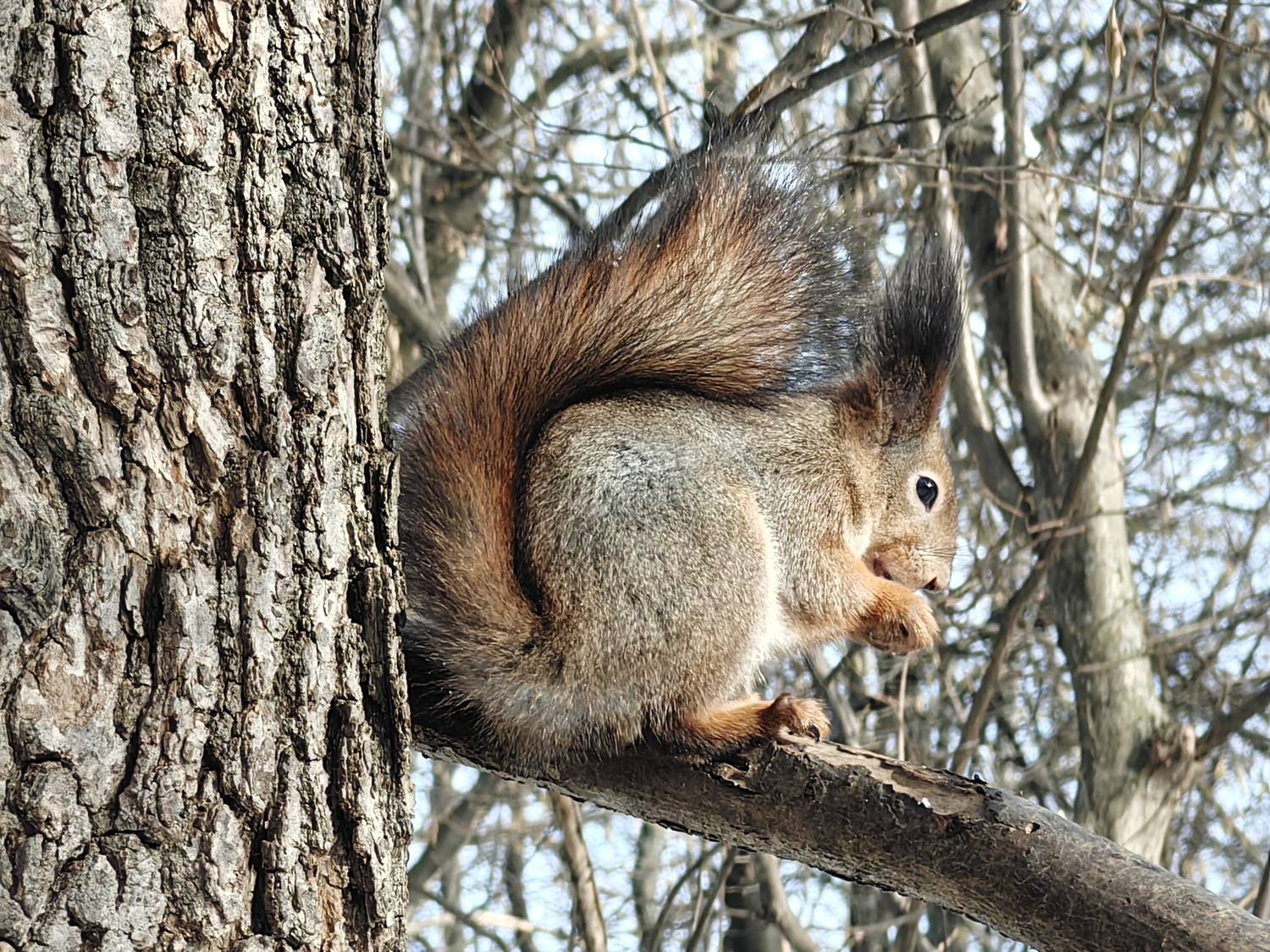 Squirrel