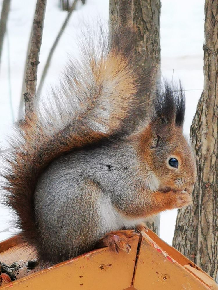 Squirrel