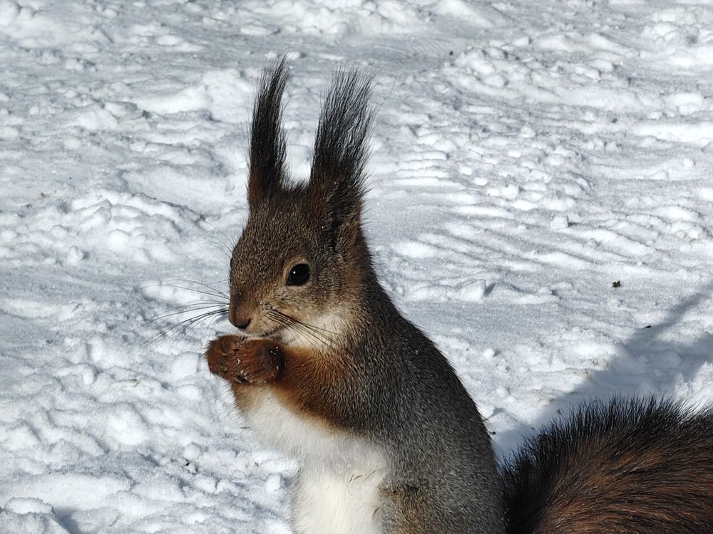 Squirrel