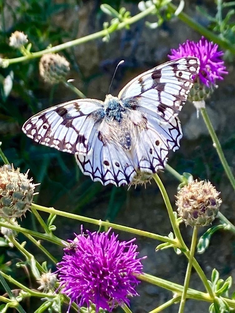 Photograph by Фарида Абакарова