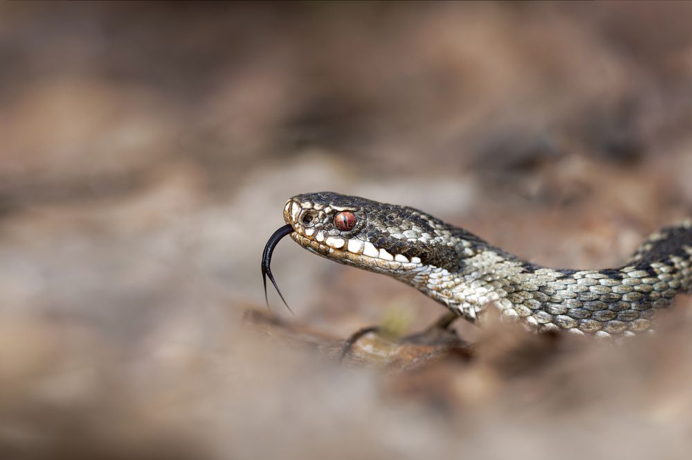 Фотография автора Mariya Belyalova