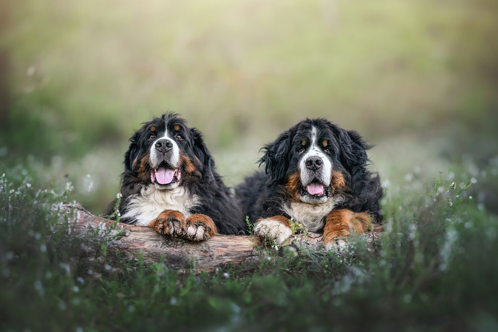 Фотография автора Rut Casanellas