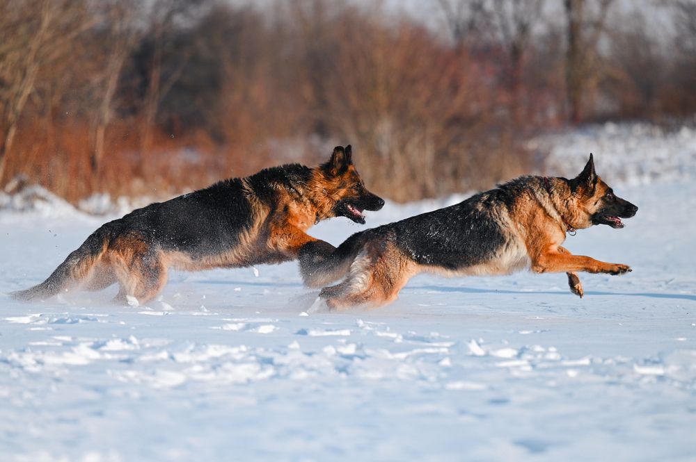 Photograph by Марина Чеботарева