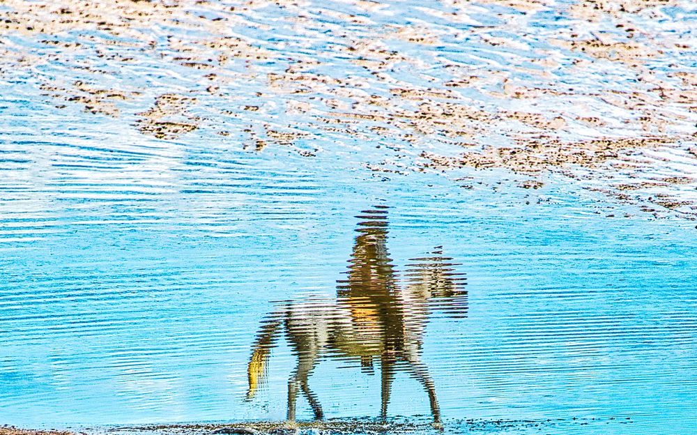 Photograph by Hani Nakib