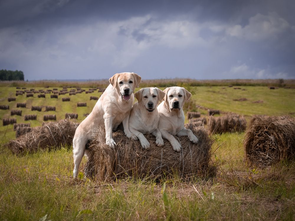 Фотография автора Елена Баврина