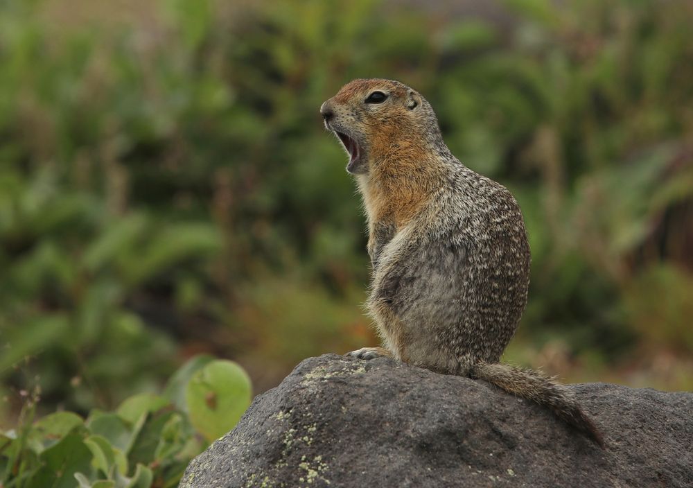 Фотография автора Tatiana Svistulina