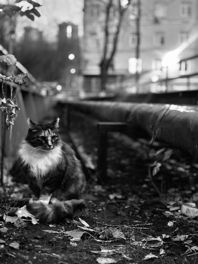 Photograph by Светлана Поляничева
