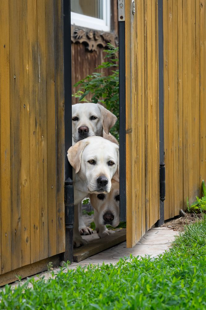 Фотография автора Елена Баврина