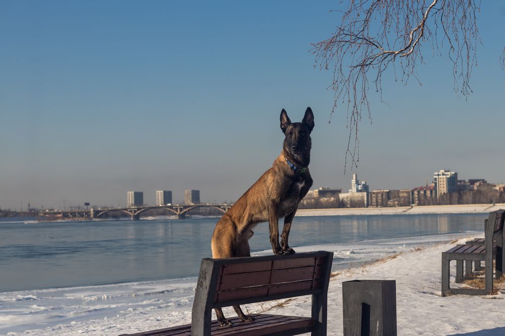 Малинуа Сол на фоне Иркутска