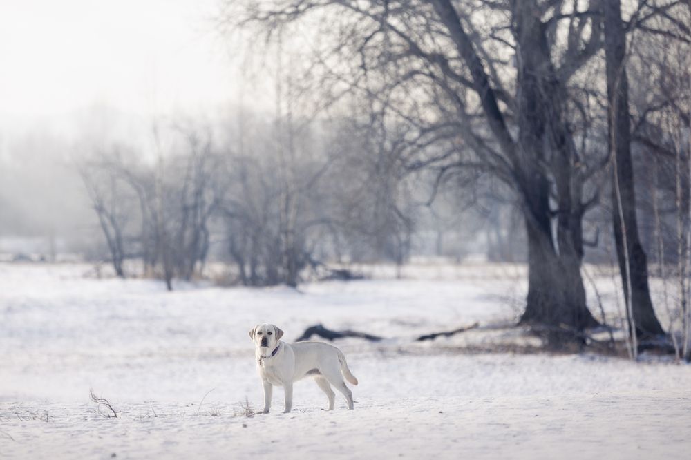 Фотография автора Елена Баврина