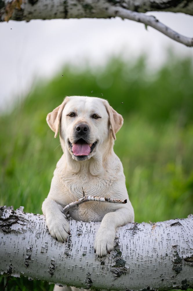 Фотография автора Елена Баврина