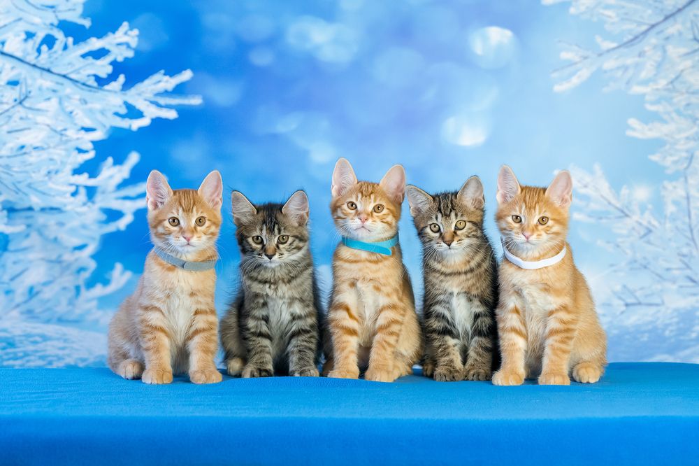 Фотография автора Елена Баврина